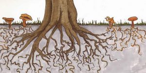 اهمیت ریشه در درختان گردو
